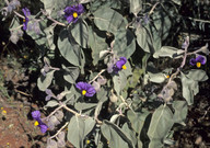 Solanum lasiophyllum