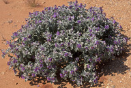 Solanum lasiophyllum