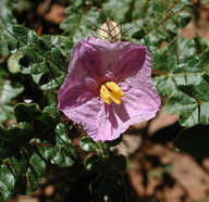 Solanum petrophilum