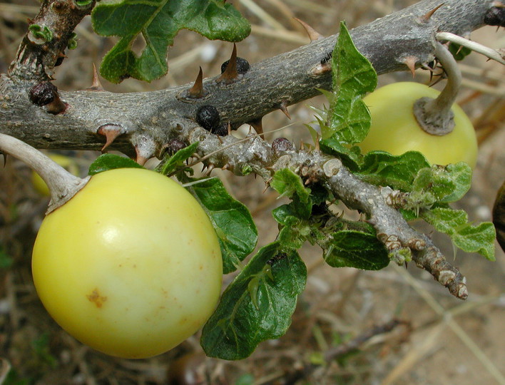 Solanum sodomaeum