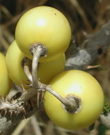 Solanum sodomaeum