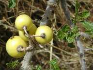 Solanum sodomaeum