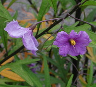 Solanum laciniatum