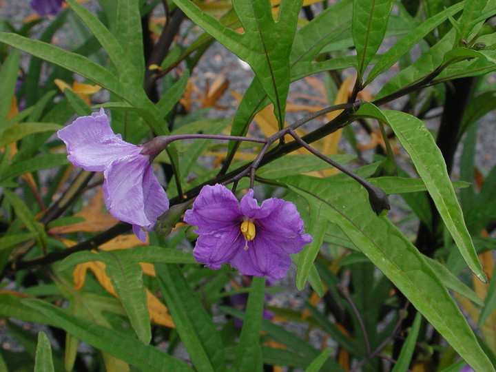 Solanum laciniatum