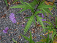 Solanum laciniatum