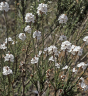 Sphenotoma dracophylloides