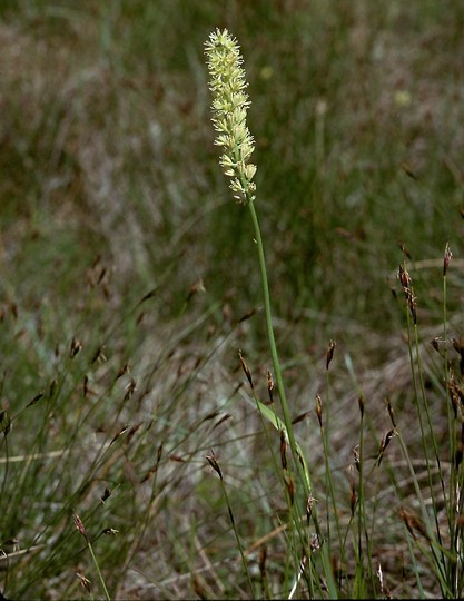 Tofieldia calyculata