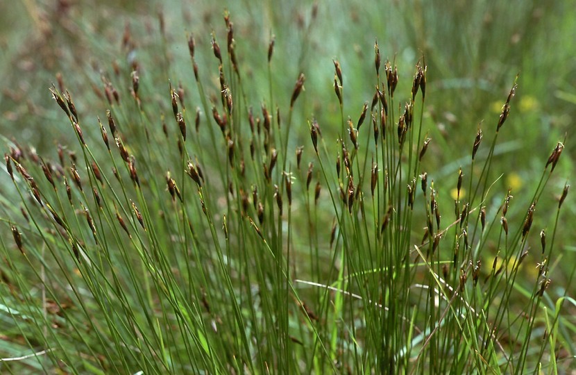 Schoenus ferrugineus