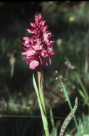 Dactylorhiza traunsteineri