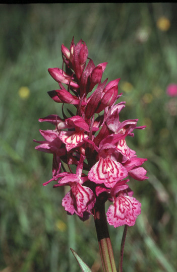 Dactylorhiza traunsteineri