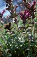 Bartsia alpina