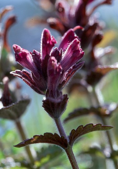 Bartsia alpina