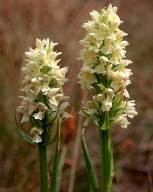 Dactylorhiza ochroleuca