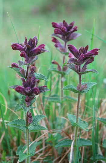 Bartsia alpina