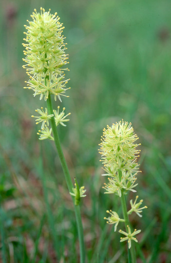 Tofieldia calyculata