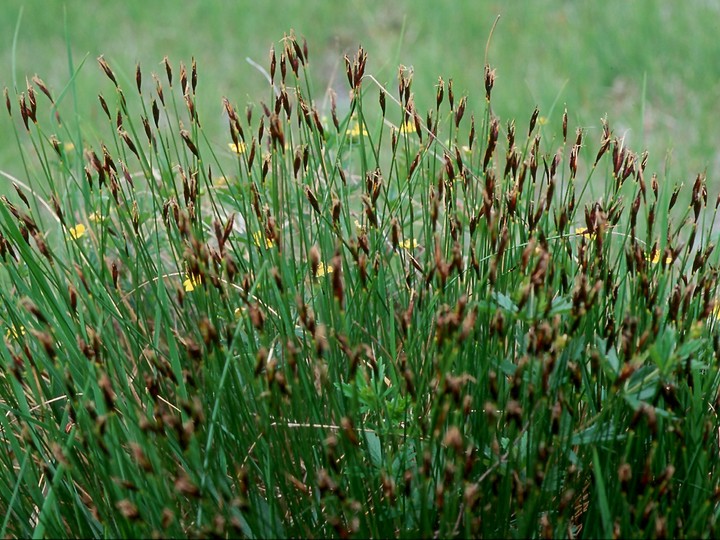 Schoenus ferrugineus