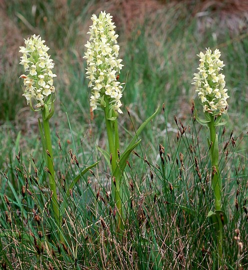 Dactylorhiza ochroleuca