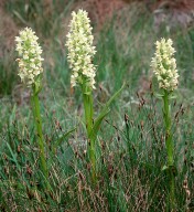 Dactylorhiza ochroleuca