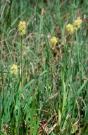 Tofieldia calyculata