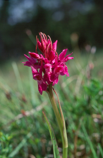 Dactylorhiza traunsteineri