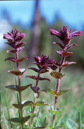 Bartsia alpina