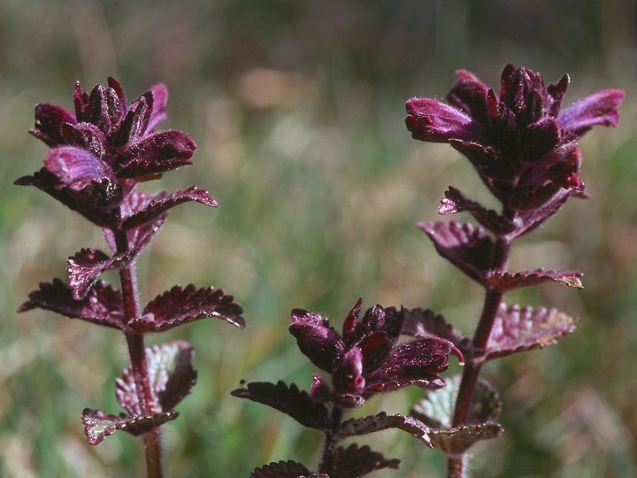 Bartsia alpina