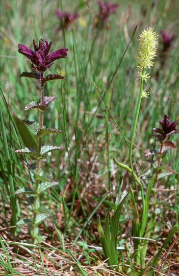 Bartsia alpina