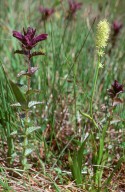 Bartsia alpina