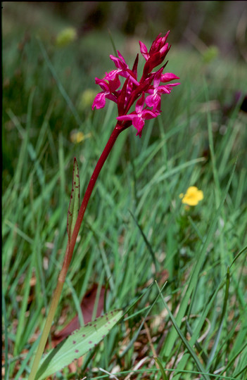 Dactylorhiza traunsteineri