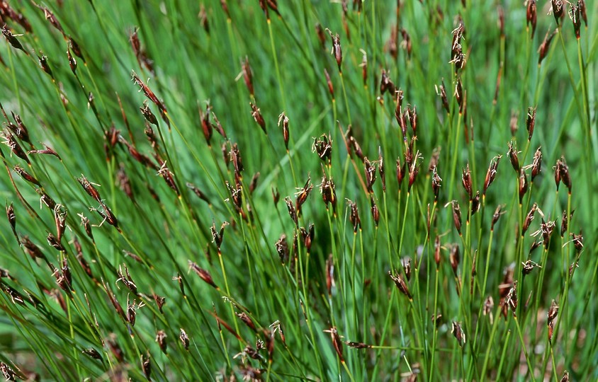 Schoenus ferrugineus