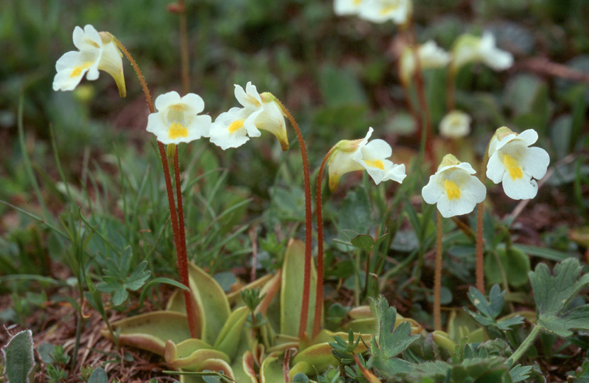 Pinguicula alpina