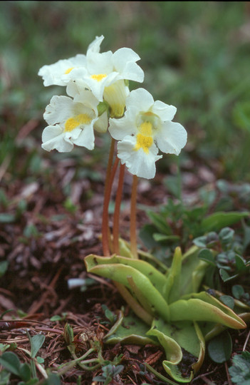 Pinguicula alpina