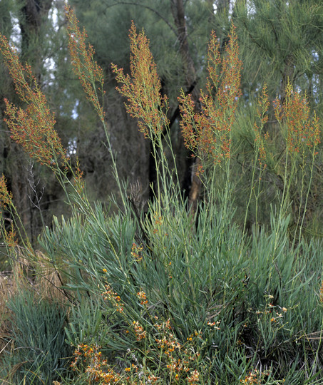 Stirlingia latifolia