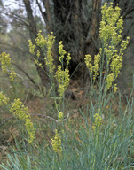 Stirlingia latifolia