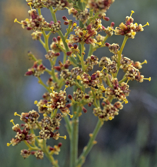 Stirlingia latifolia