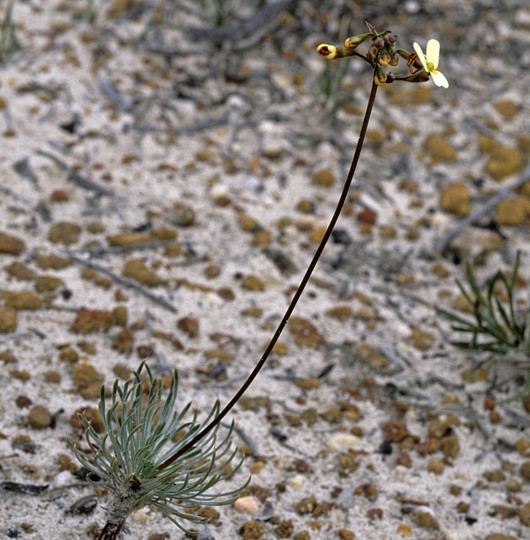 Stylidium sp.2