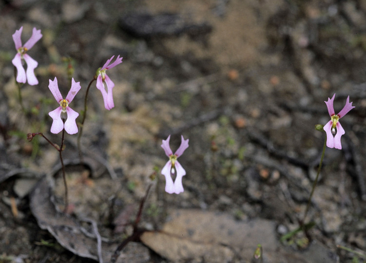 Stylidium calcaratum