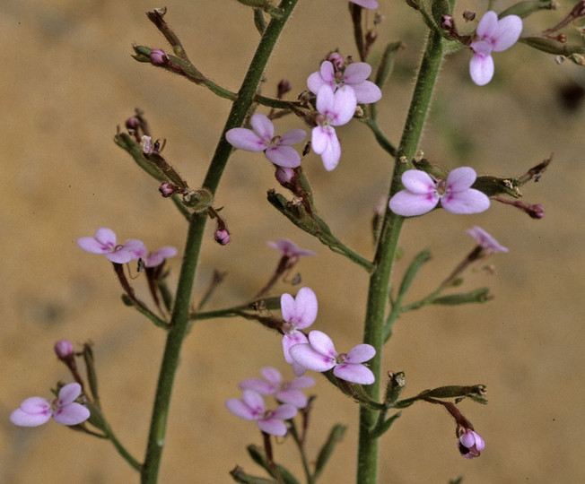 Stylidium elongatum