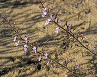 Stylidium elongatum