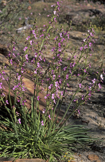 Stylidium elongatum