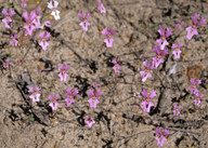 Stylidium calcaratum