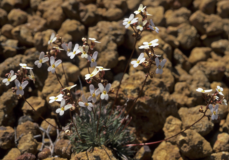 Stylidium sp.3