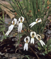 Stylidium schoenoides