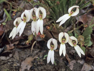 Stylidium schoenoides