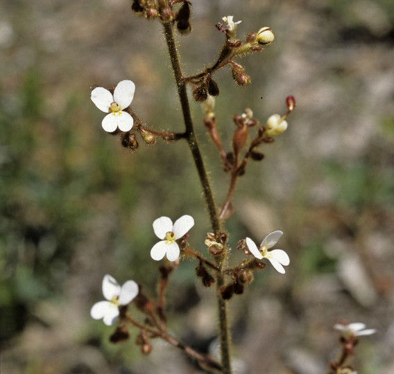 Stylidium sp.1