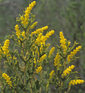 Synaphea spinulosa