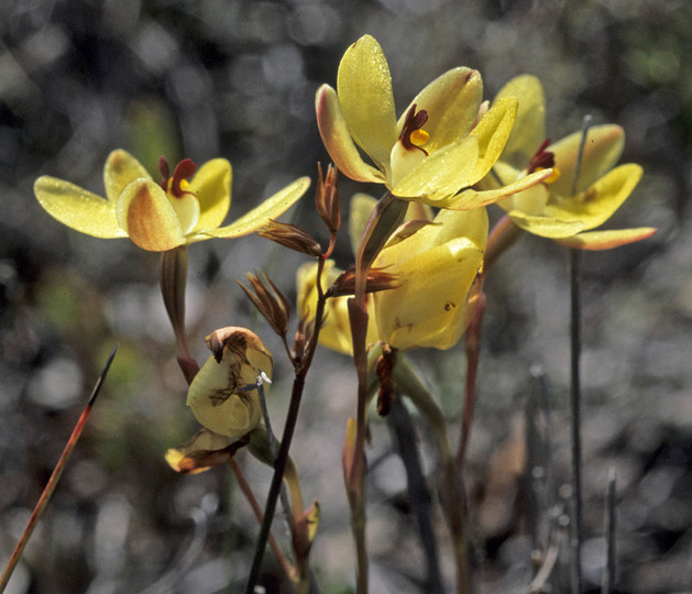 Thelymitra antennifera