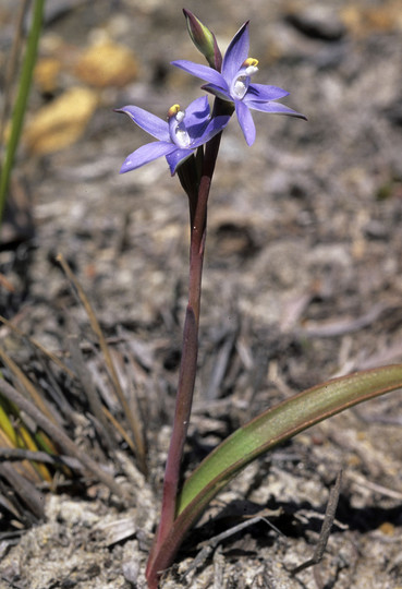 Thelymitra sp.?macrophylla