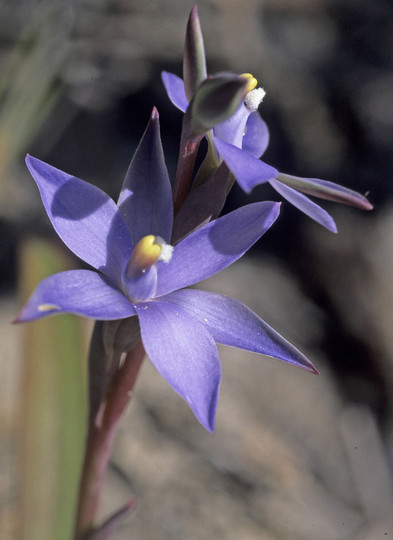 Thelymitra sp.?macrophylla