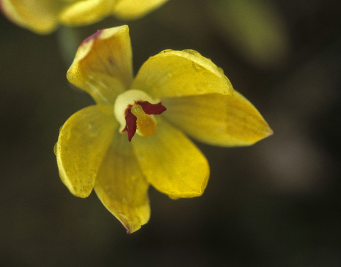 Thelymitra antennifera